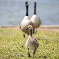 Canada Goose chick and parents Royalty Free Stock Photo