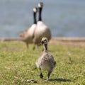 Canada Goose chick and parents Royalty Free Stock Photo