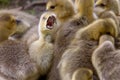 Canada Goose Chicks Royalty Free Stock Photo