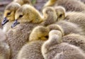 Canada Goose Chicks Royalty Free Stock Photo