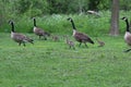 Canada goose with chicks Royalty Free Stock Photo