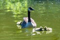 Canada goose with chicks Royalty Free Stock Photo