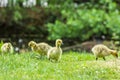 Canada goose chicks Royalty Free Stock Photo