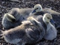 Canada goose chicks at Golden Gate park Royalty Free Stock Photo