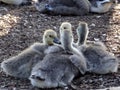 Canada goose chicks at Golden Gate park Royalty Free Stock Photo