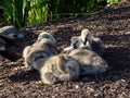 Canada goose chicks at Golden Gate park Royalty Free Stock Photo