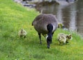 Canada Goose chicks learning from mom`s actions. Royalty Free Stock Photo