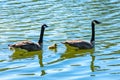 Canada goose with chicks Royalty Free Stock Photo