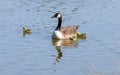 Canada goose with chicks Royalty Free Stock Photo