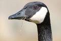 Canada Goose Close-up Portrait with Grass in a beak Royalty Free Stock Photo