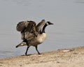 Canada Goose Photo. Close-up profile view with spread wings and blur water background in its environment and habitat. Canadian