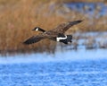 Canada Goose coming in for a landing Royalty Free Stock Photo