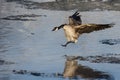 Canada Goose Coming in for a Landing on the Cold Slushy Water Royalty Free Stock Photo