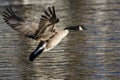 Canada Goose Coming in for a Landing on the Cold Winter River Royalty Free Stock Photo