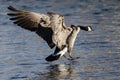 Canada Goose Coming in for a Landing on the Cold Winter River Royalty Free Stock Photo