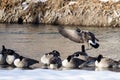 Canada Goose Coming in for Landing on Snowy Winter River Royalty Free Stock Photo