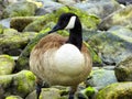 Canada Goose on Connecticut Silver Beach Royalty Free Stock Photo