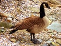 Canada Goose on Connecticut Silver Beach Royalty Free Stock Photo