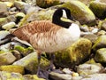 Canada Goose on Connecticut Silver Beach Royalty Free Stock Photo