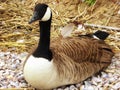 Canada Goose on Connecticut Silver Beach Royalty Free Stock Photo