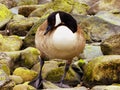 Canada Goose on Connecticut Silver Beach Royalty Free Stock Photo
