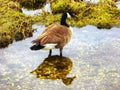 Canada Goose on Connecticut Silver Beach Royalty Free Stock Photo