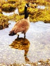 Canada Goose on Connecticut Silver Beach Royalty Free Stock Photo