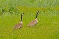 Canada goose coulpe holding guard n a field