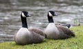 Canada Goose couple Royalty Free Stock Photo
