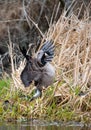 Canada goose dancing at lakeside