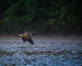 Canada Goose Dawn Fly By Royalty Free Stock Photo