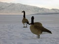Canada Goose Decoy Royalty Free Stock Photo
