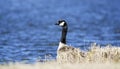 Canada Goose, Georgia USA Royalty Free Stock Photo