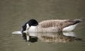 Canada Goose drinking on pond, Georgia, USA