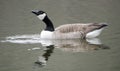 Canada Goose drinking on pond, Georgia, USA