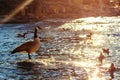 Canada Goose and Ducks Royalty Free Stock Photo