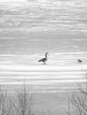 Canada goose and ducks walking on a frozen lake partially covered in snow in winter Royalty Free Stock Photo