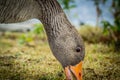 Canada goose eating grass, close up Royalty Free Stock Photo