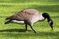 Canada goose eating grass on a meadow Royalty Free Stock Photo