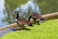 Canada goose eating grass on a meadow Royalty Free Stock Photo