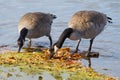 Canada goose eating grass on a lawn in a park