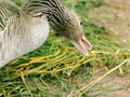 A Canada goose eats grass at the zoo in autumn. Close up. Royalty Free Stock Photo