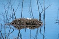 Canada goose eggs on floating nest Royalty Free Stock Photo