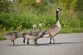 Canada Goose Family Royalty Free Stock Photo