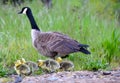 Canada Goose Spring Family 02