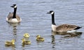 Canada Goose Family Royalty Free Stock Photo