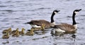 Canada Goose Family Royalty Free Stock Photo