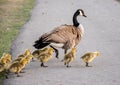 Canada goose Family Royalty Free Stock Photo