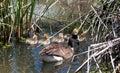 Canada goose family exploring the reeds and cat-tails