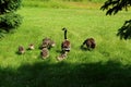 Canada goose family in grass on a bright day Royalty Free Stock Photo